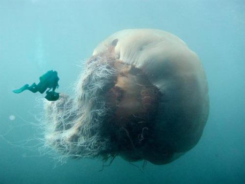 lion's mane jellyfish 3