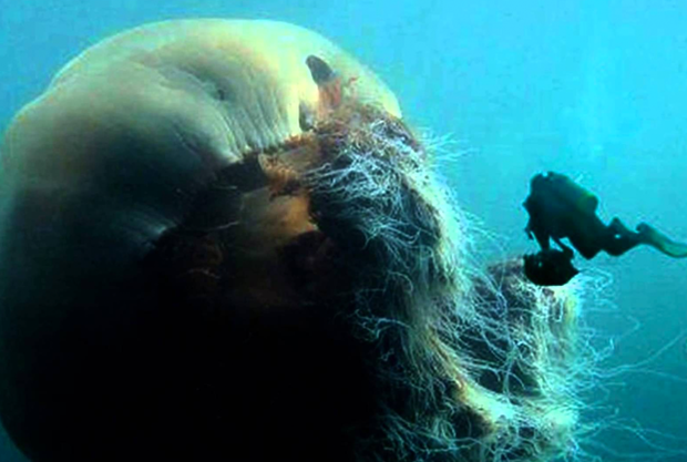 Lion's Mane Jellyfish Is The Biggest Jellyfish In The World