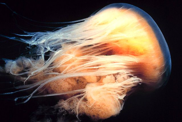 lion's mane jellyfish 5