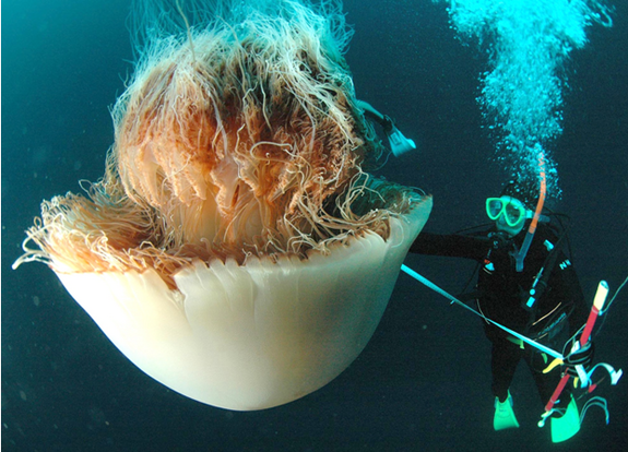 Lion's Mane Jellyfish Is The Biggest Jellyfish In The World