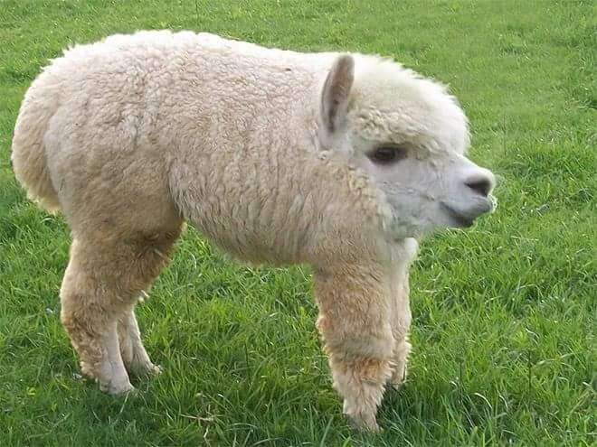 If animals had no neck 8 (1)