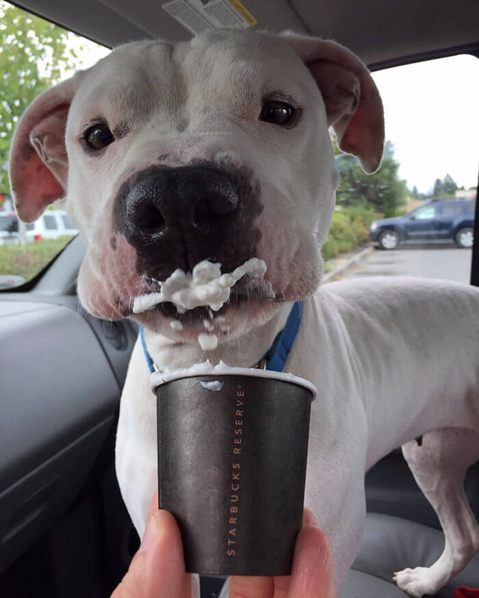 Shelter Takes Dogs Out For cappuccinos (1)