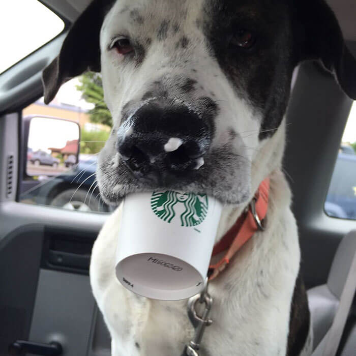 Shelter Takes Dogs Out For cappuccinos 4 (1)