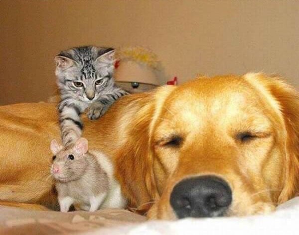 19 Cat And Mouse Friends Examples That Will Make You ...