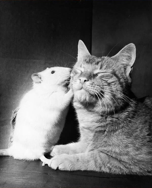 cat and mouse bff 12 (1)