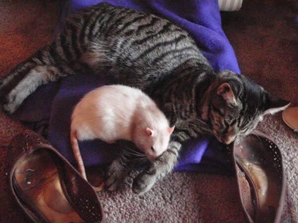 19 Cat And Mouse Friends Examples That Will Make You Believe In Love Again