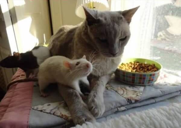 cat and mouse friends 18 (1)