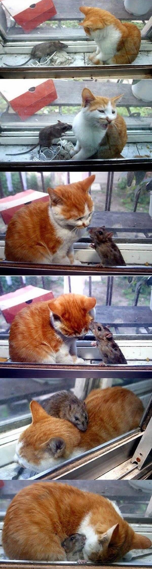 this cat and mouse have been best friends ever since