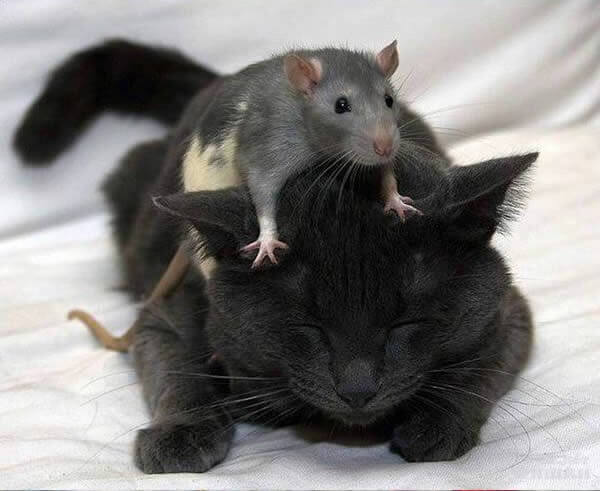 19 Cat And Mouse Friends Examples That Will Make You Believe In Love Again