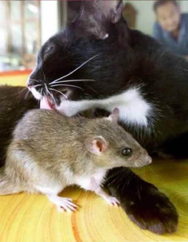 19 Cat And Mouse Friends Examples That Will Make You Believe In Love Again