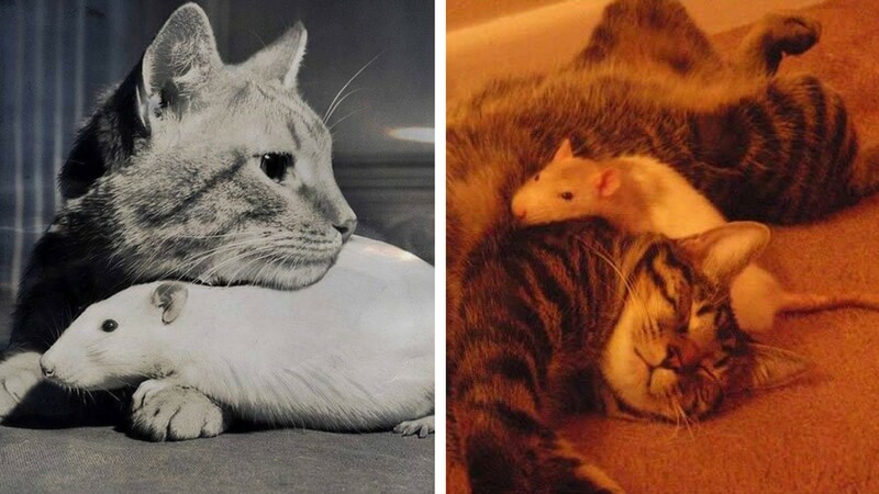 19 Cat And Mouse Friends Examples That Will Make You Believe In Love Again