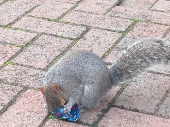 dad wraps christmas presents to squirrels (1)