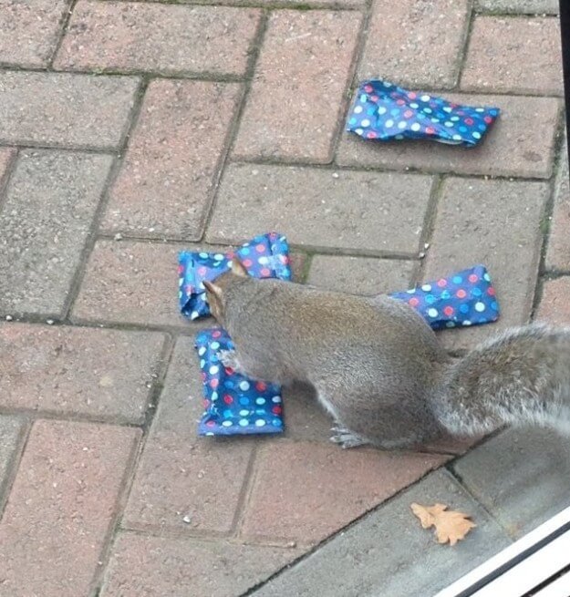 dad wraps christmas presents to squirrels 3 (1)