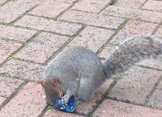 dad wraps christmas presents to squirrels 4 (1)