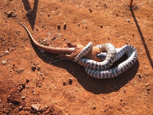 Pictures That Prove Everything In Australia Wants To Kill You