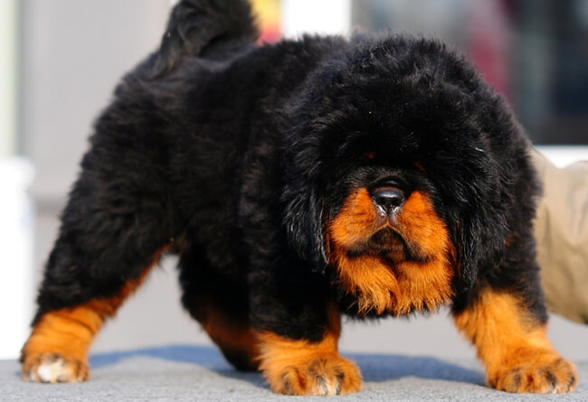 exotic dog breeds (1)