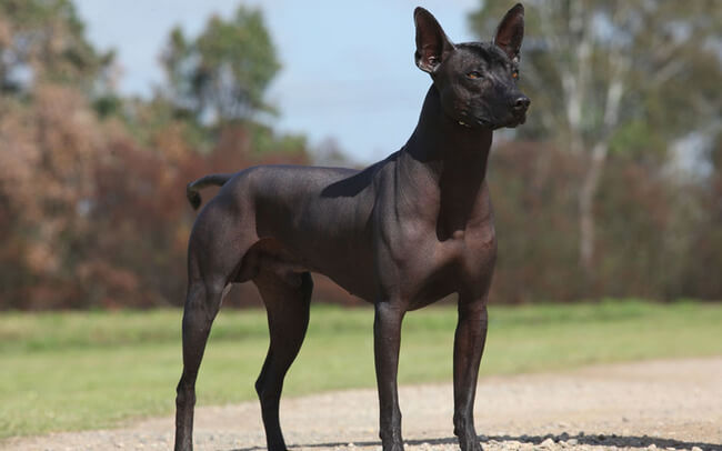 exotic dog breeds 16 (1)