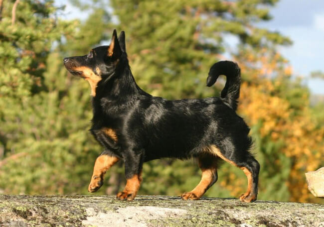 rare dog breeds 23 (1)