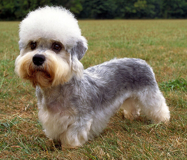 exotic dog breeds 3 (1)