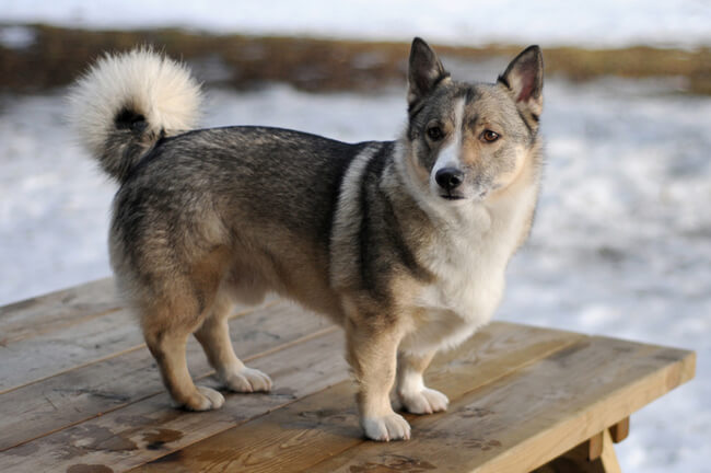 exotic dog breeds 32 (1)