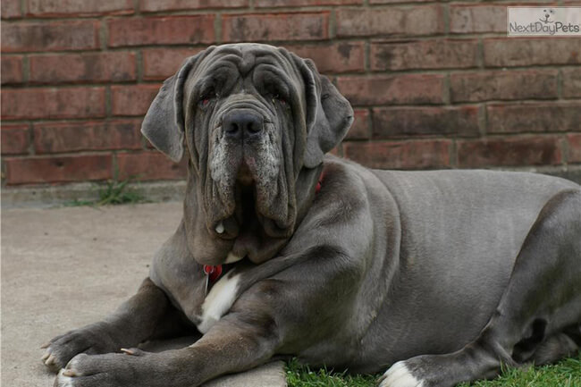 27 Exotic Dog Breeds We All Need In Our Life Right Now