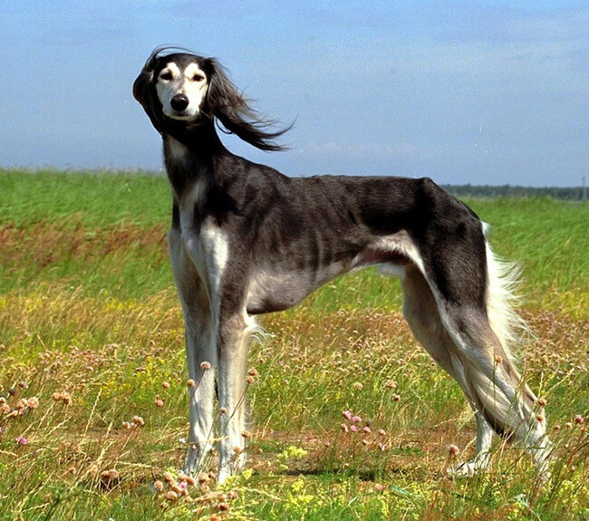 most exotic dog breeds