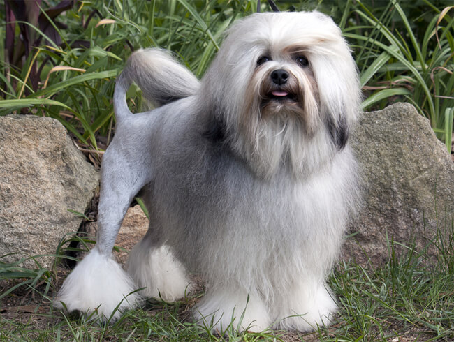 exotic dog breeds 9 (1)