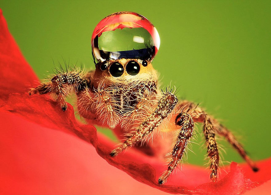 jumping spider water hat (1)