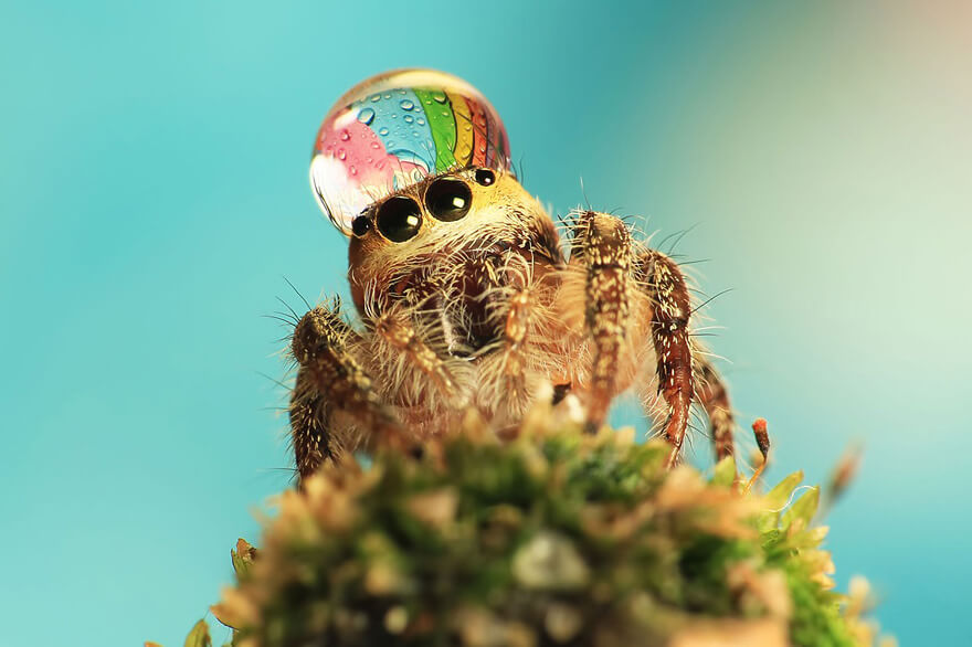 jumping spider water hat 2 (1)