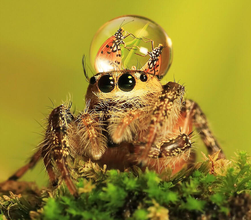 jumping spider water hat 3 (1)