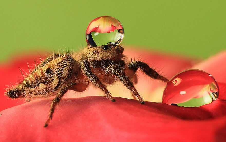 jumping spider water hat 4 (1) .