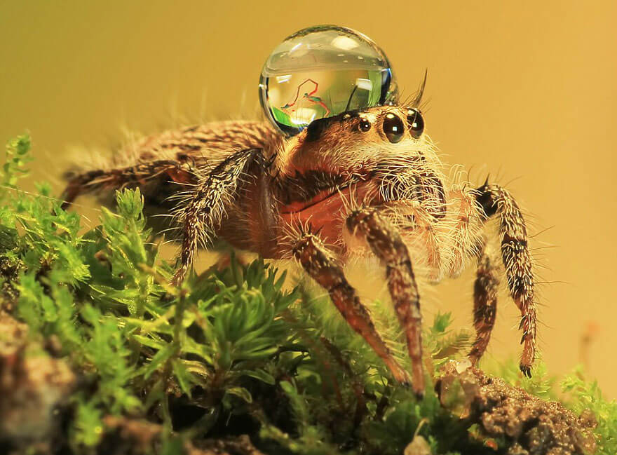jumping spider water hat 5 (1)