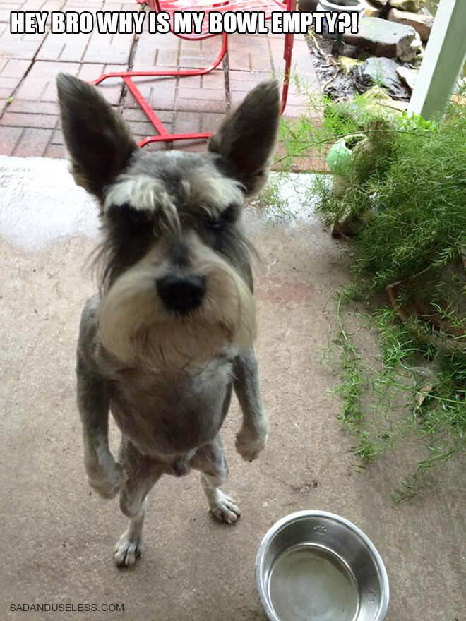 17 Standing Dog Pictures That Are Really Awkward. #5 Is Just Hilarious