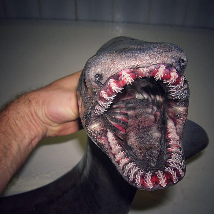 terrifying deep sea creatures roman fedorstov (1)