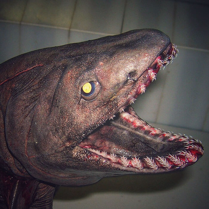 terrifying deep sea creatures roman fedorstov 29 (1)
