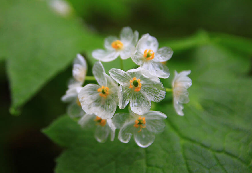 transparent flowers (1)