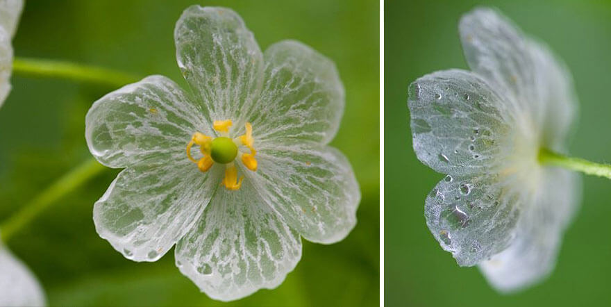 transparent flowers 2 (1)