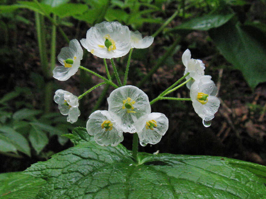 transparent flowers 3 (1)