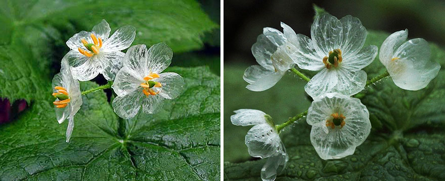 transparent flowers 4 (1)