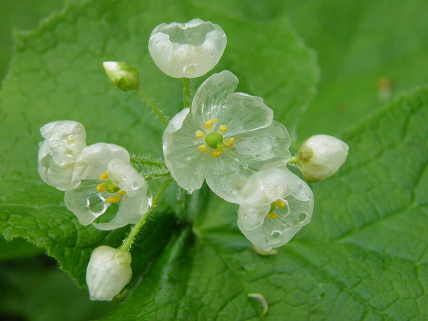 transparent flowers 5 (1)