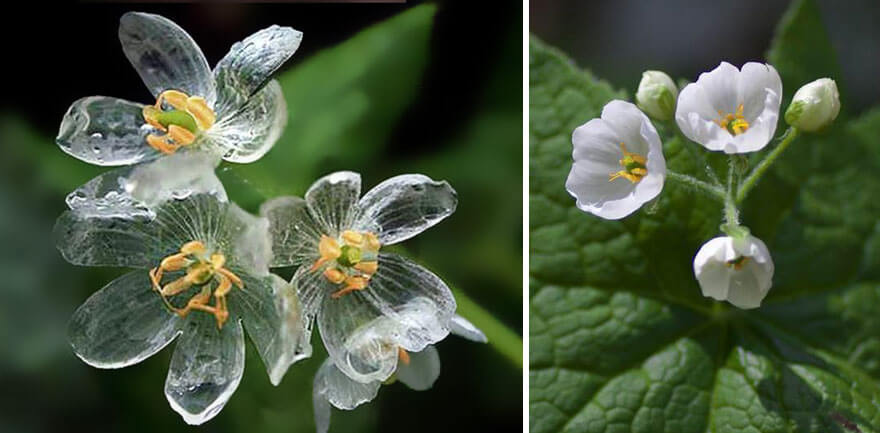 transparent flowers 6 (1)