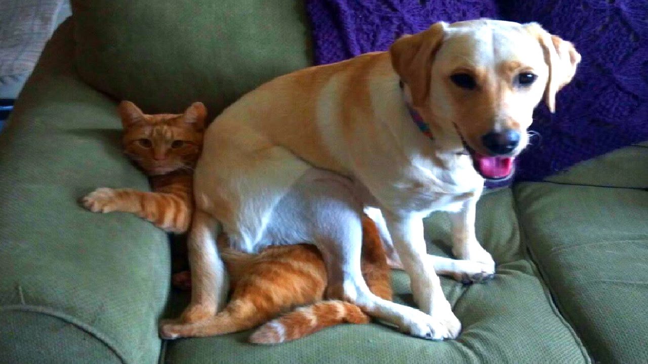 why do dogs sit on cats 2