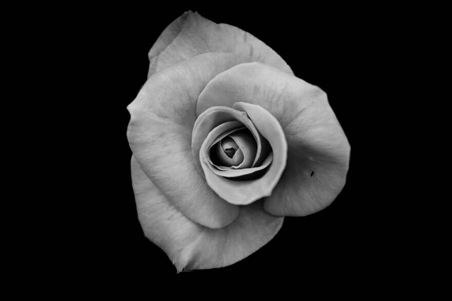 Jason McGroarty Takes Black And White Flowers Photos To ...