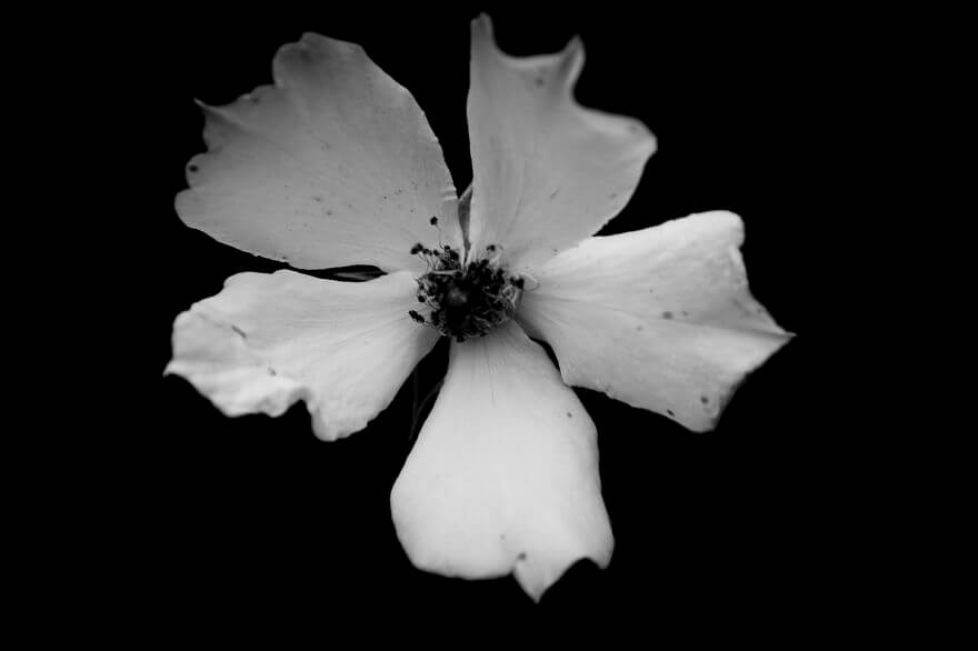 Jason McGroarty Takes Black And White Flowers Photos To Show The