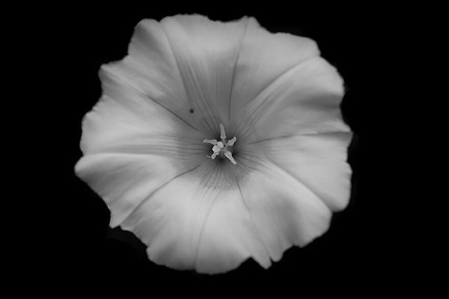 Jason McGroarty Takes Black And White Flowers Photos To ...