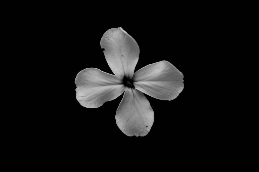 Jason McGroarty Takes Black And White Flowers Photos To Show The ...