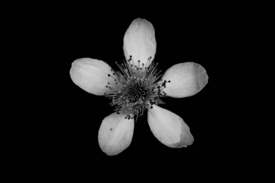 Jason McGroarty Takes Black And White Flowers Photos To Show The ...