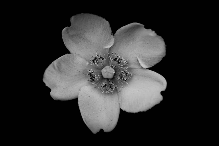 Jason McGroarty Takes Black And White Flowers Photos To Show The ...