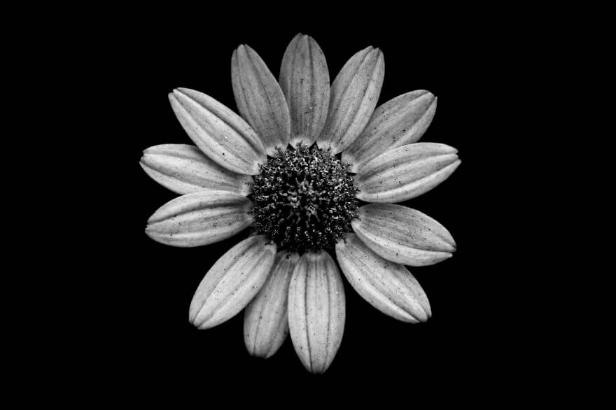 Jason McGroarty Takes Black And White Flowers Photos To Show The ...