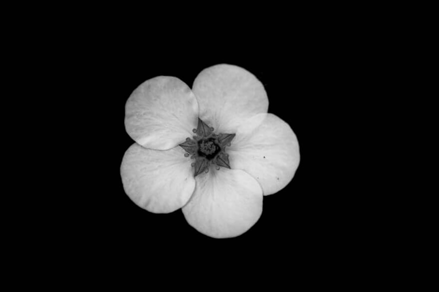 Jason McGroarty Takes Black And White Flowers Photos To Show The ...